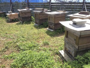 ミツバチ達の巣箱