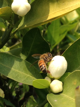 ニューサマーオレンジに向かうミツバチ