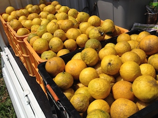 ニューサマーオレンジ収穫2_140419